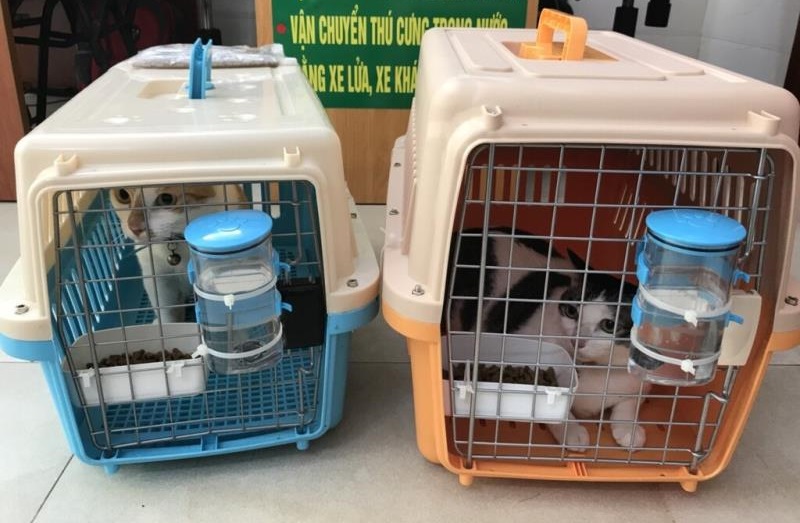 Dịch vụ vận chuyển chó mèo, thú cưng bằng đường sắt Bắc Nam
